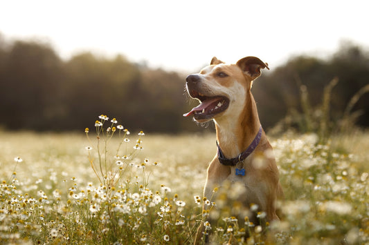 Probiotics Aren't Just for Dogs & Cats with Gut Problems