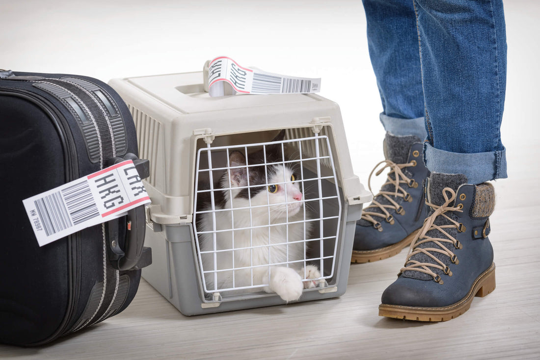 Tips for Traveling with Your Four-Legged Friends