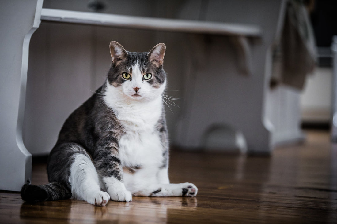 The Dangers of Feline Obesity