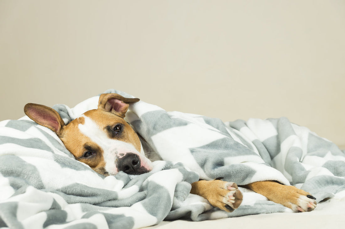 What is Heartworm Doing to Your Poor Pup?
