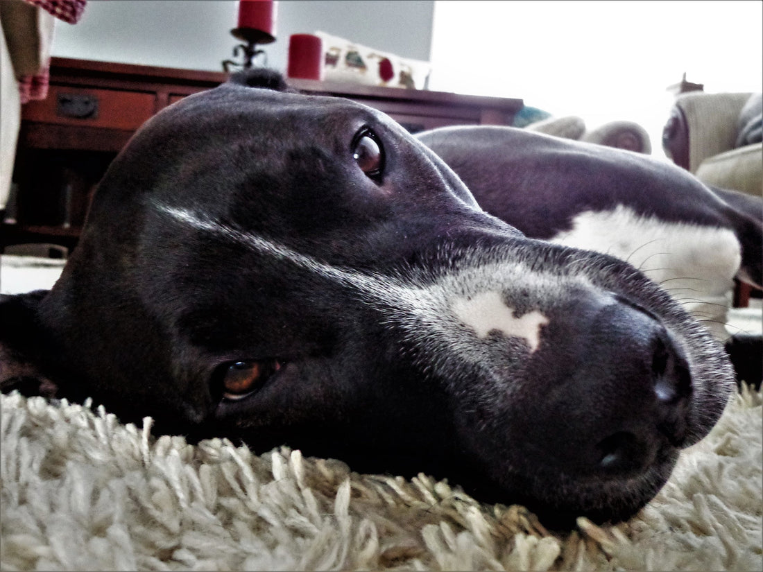 How Different Kinds of Worms Affect Your Pet's Health