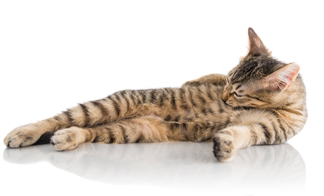 Is Your Cat Grooming Excessively?
