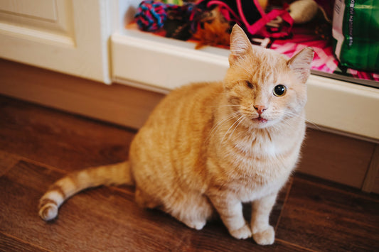 Your Cat’s Eye Problems May Be Linked to High Blood Pressure