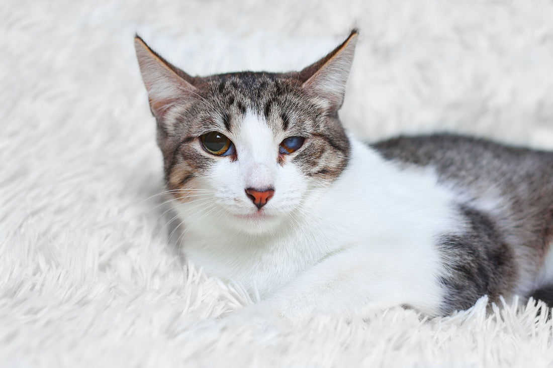 If Your Cat Has a Leaky Eye, It May Have Suffered an Injury