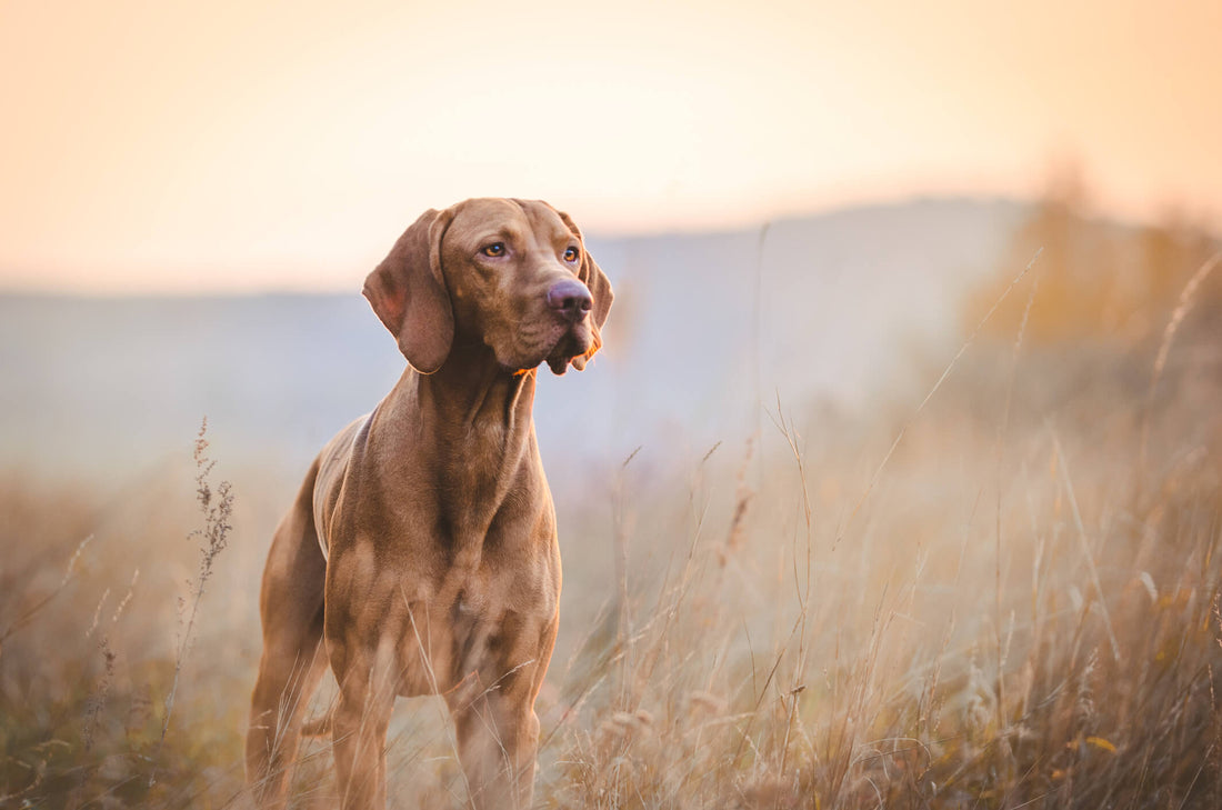 Help Your Senior Dog Fight Back Against Muscular Atrophy