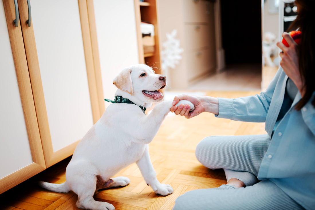 Why is a Working Dog a Happy Dog?