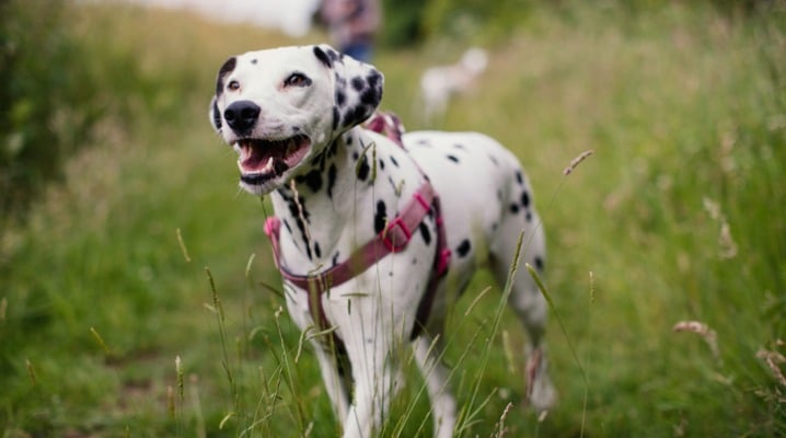 Keep Your Dog Exercised & Energized in the Face of Seasonal Allergies