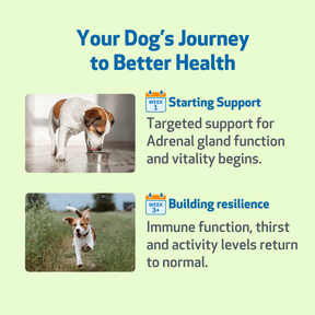Natural Holistic Pet Supplements | Vet-Formulated Herbal Medicine