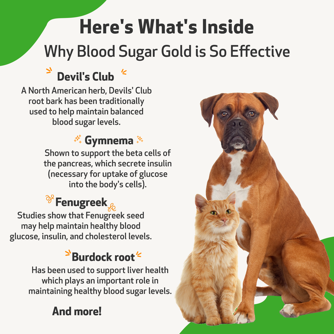 Blood Sugar Gold   Blood Sugar Support for Cats   Pet Wellbeing UK