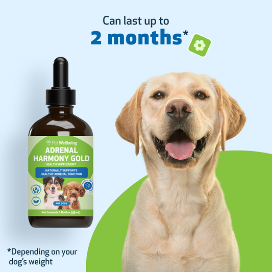 Natural Holistic Pet Supplements | Vet-Formulated Herbal Medicine