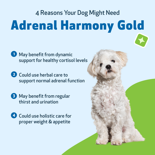 Natural Holistic Pet Supplements | Vet-Formulated Herbal Medicine