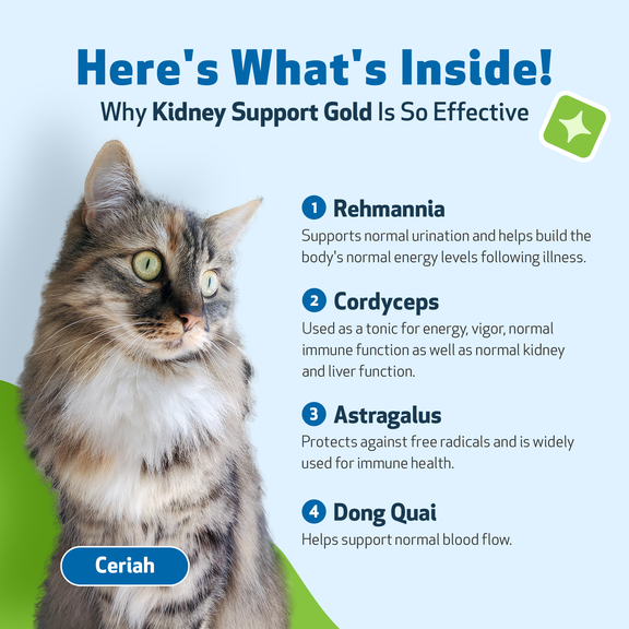 Cat kidney deals health