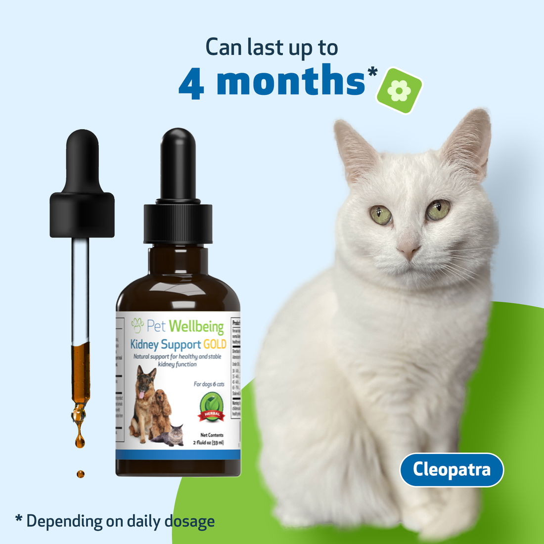 Cat kidney deals health