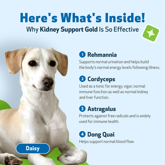 Multivitamin for dogs top with kidney disease