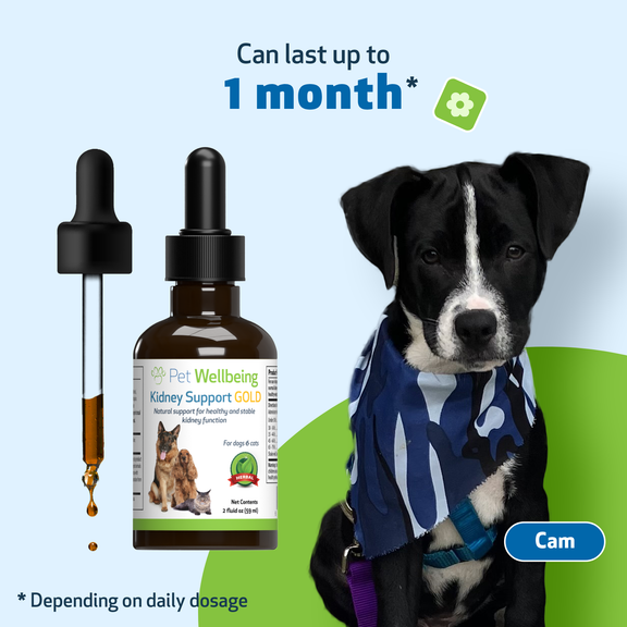 Multivitamin for dogs with kidney disease outlet