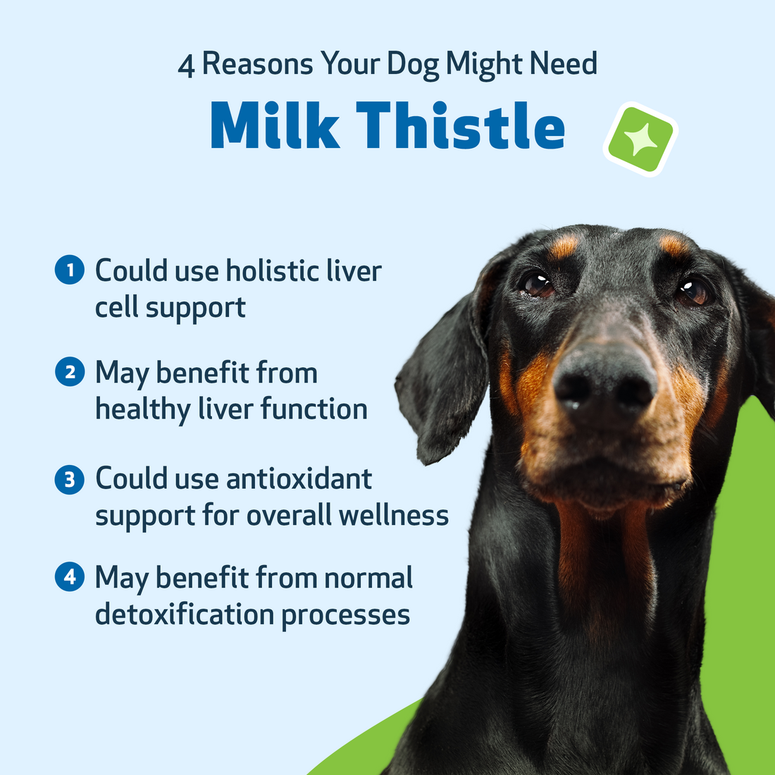 Milk Thistle for Dog Liver Support 2