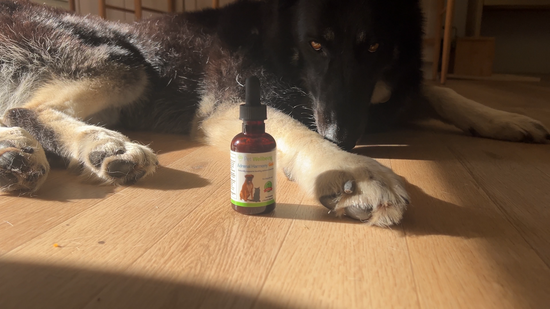 Pet Wellbeing Adrenal Harmony Gold was expertly formulated by holistic veterinarians to support your dog's adrenal health. This product has a unique focus on adaptogens, which are herbs that support your dog's stress response and help them maintain healthy cortisol levels through adrenal support.