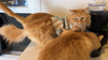 Pet Wellbeing Blood Sugar Gold is a veterinarian-formulated supplement designed to support your cats blood sugar health. With time-tested, high-quality herbal ingredients, like Devil's Club to help maintain normal blood sugar levels and Gymnema leaf for pancreas support, this formula may help promote a greater quality of life for your furry feline friend.
