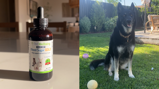 Pet Wellbeing Blood Sugar Gold product video that explains how this high-quality, holistic supplement supports your dogs blood sugar health and normal energy levels.