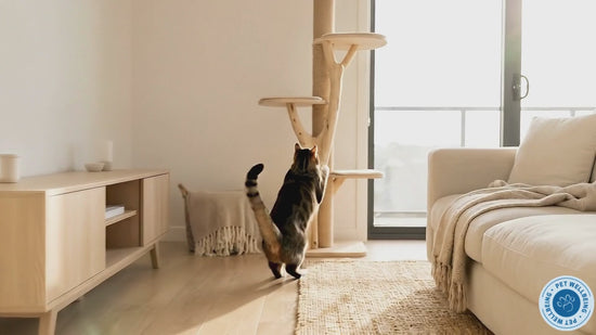 Life Gold; for Cats managing cancer treatment, complementary support to help the bodies detoxification process, combat cancer and tumor cells, and promote health immune function. 