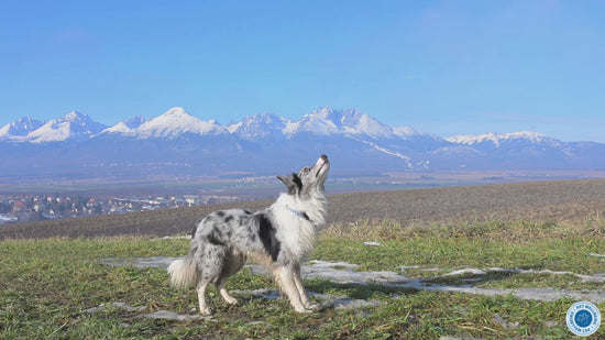 Adrenal Harmony Gold; Cushing's support to improve issues with thirst & urination, appetite and weight, and coat & skin health. Promotes optimal adrenal gland function and balances out cortisol levels. 