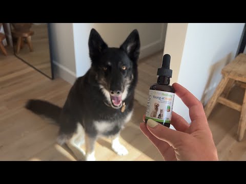 Pet Wellbeing Young at Heart is a veterinarian-formulated supplement designed to support your dog's heart health and overall vitality. Developed with a dynamic blend of heart-supporting herbs, like Hawthorn and Motherwort, Young at Heart helps promote normal heart function and healthy circulation.