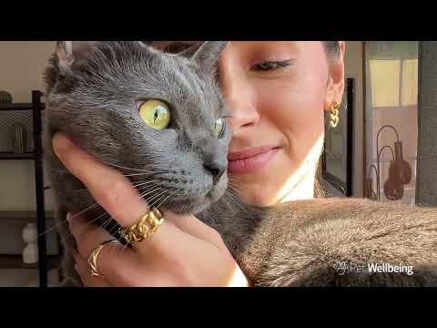 Lung Gold - Lower Respiratory Tract Support for Cats product video