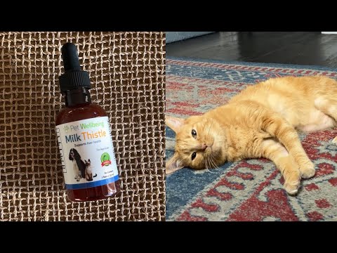 Pet Wellbeing Milk Thistle is a veterinarian-formulated, high-quality supplement developed to support your cat's healthy liver function. It contains powerful antioxidants and may help promote liver cell health.