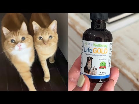 Pet Wellbeing Life Gold is a veterinarian-formulated, high-quality supplement developed to support your cat's healthy organ function and to help maintain normal, balanced cellular growth. Its powerful herbal ingredients are designed to be gentle and effective, supporting your cat’s well-being through all life’s twists and turns.